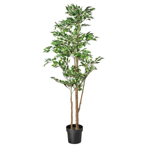 Plante