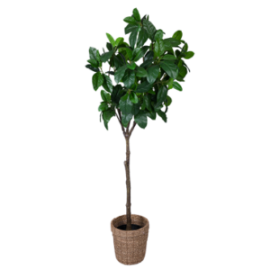 Plante Ficus Caoutchouc artificiel