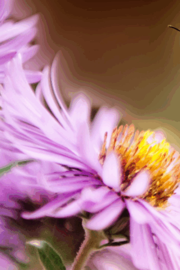 abeille, agence marketing événementiel suisse