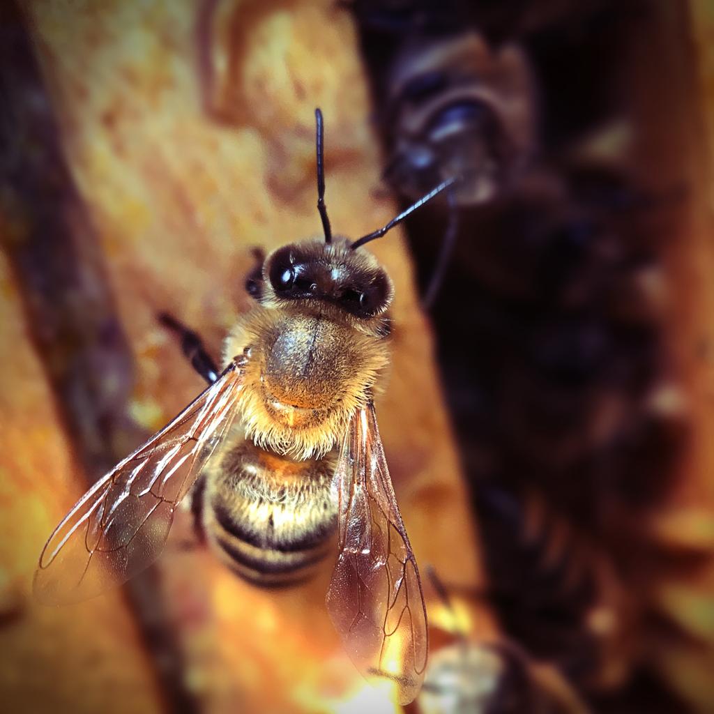 La balade autour du miel - une jolie histoire... 2 , agence marketing événementiel suisse