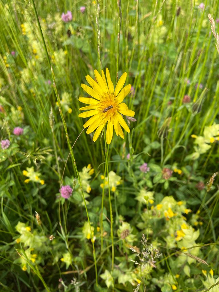 La balade autour du miel - une jolie histoire... 7 , agence marketing événementiel suisse