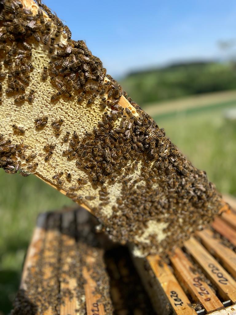 La balade autour du miel - une jolie histoire... 8 , agence marketing événementiel suisse
