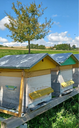 La balade autour du miel –  une jolie histoire…