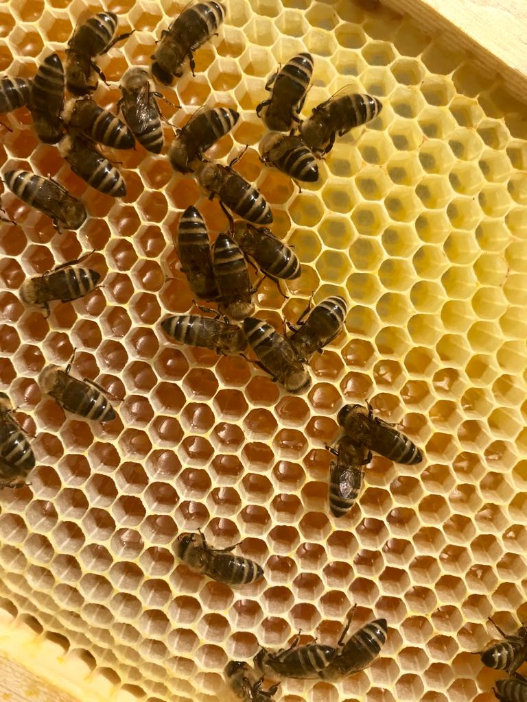 La balade autour du miel - une jolie histoire... 16 , agence marketing événementiel suisse