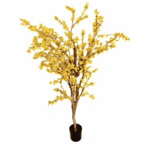 Plante Forsythia fleur jaune