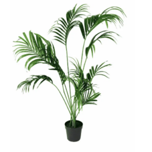 Plante Kentia
