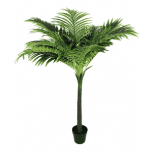 Plante Palmier